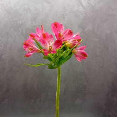 alstromeria