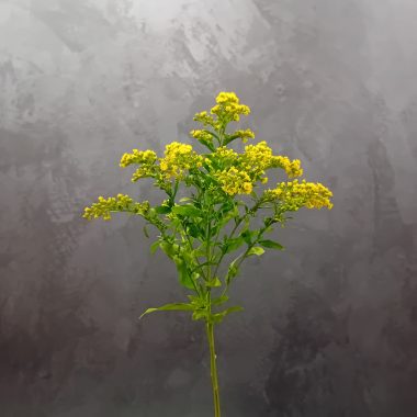 solidago