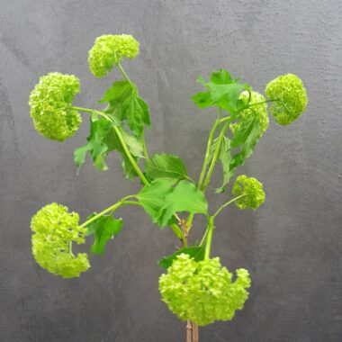 viburnum