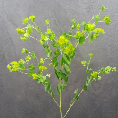 bupleurum